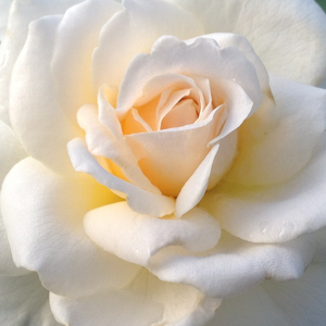 Web trgovina ruža - Bijela  - čajevke - srednjeg intenziteta miris ruže - Rosa  Márton Áron - Márk Gergely - Jako ijepog izgleda , bogatih cvjetova, kraljica ruža za podloge